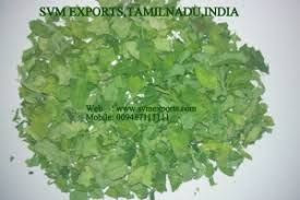 High Grade Moringa Dry Leaves Exporters From SVM Exports