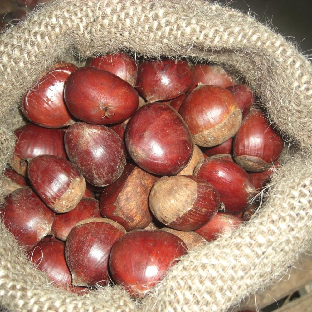 Fresh Raw Sweet Edible Chestnut In Shell