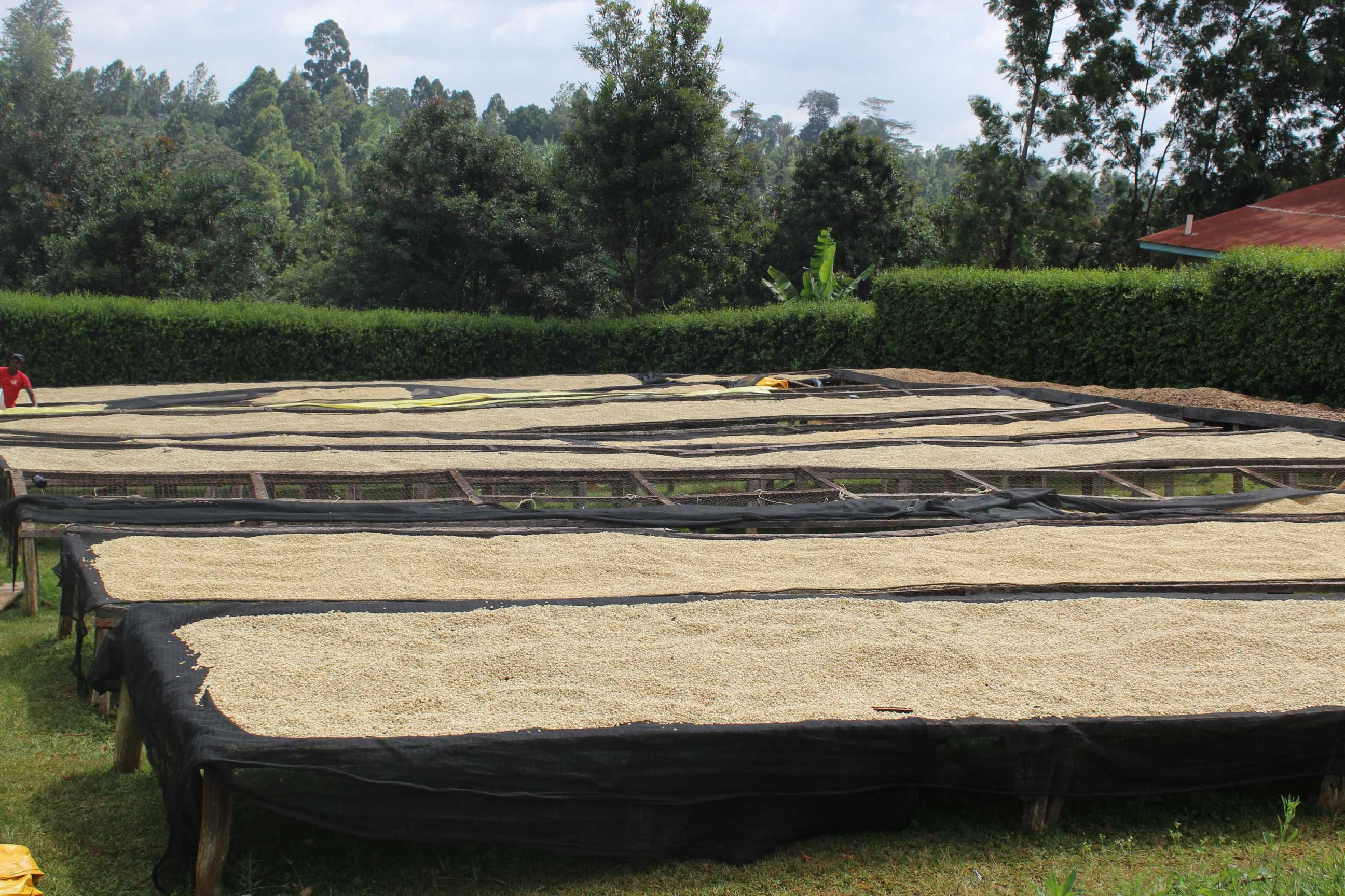 Kenyan Arabica Coffee Beans