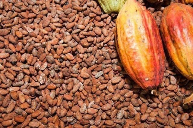 Cocoa and coffee dried beans