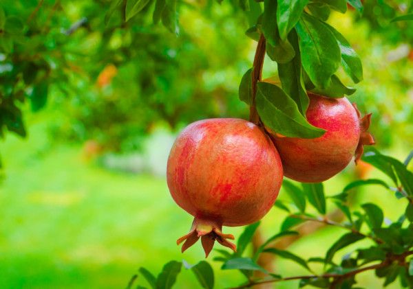 Pomegranate