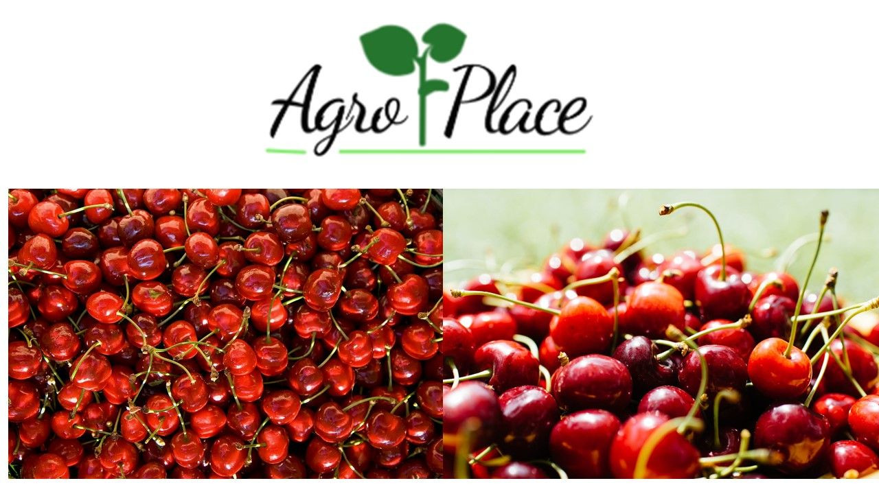 AgroPlace SRL