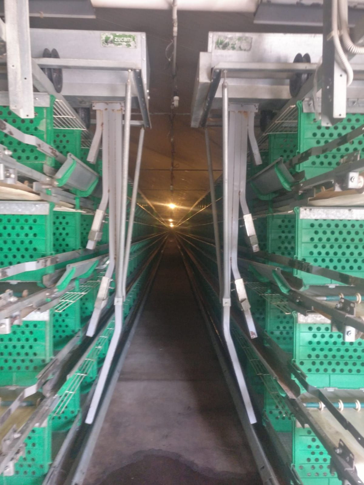 Used Rearing Batteries cages