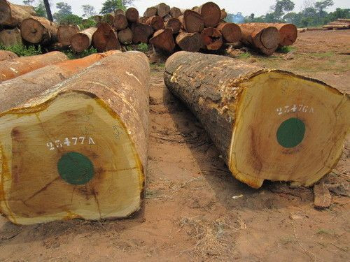 pine wood logs for sale