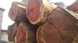 Hard wood timber / sawn timber , KOSO -DOUSSIE - IROKO SAWN AND LOGS!