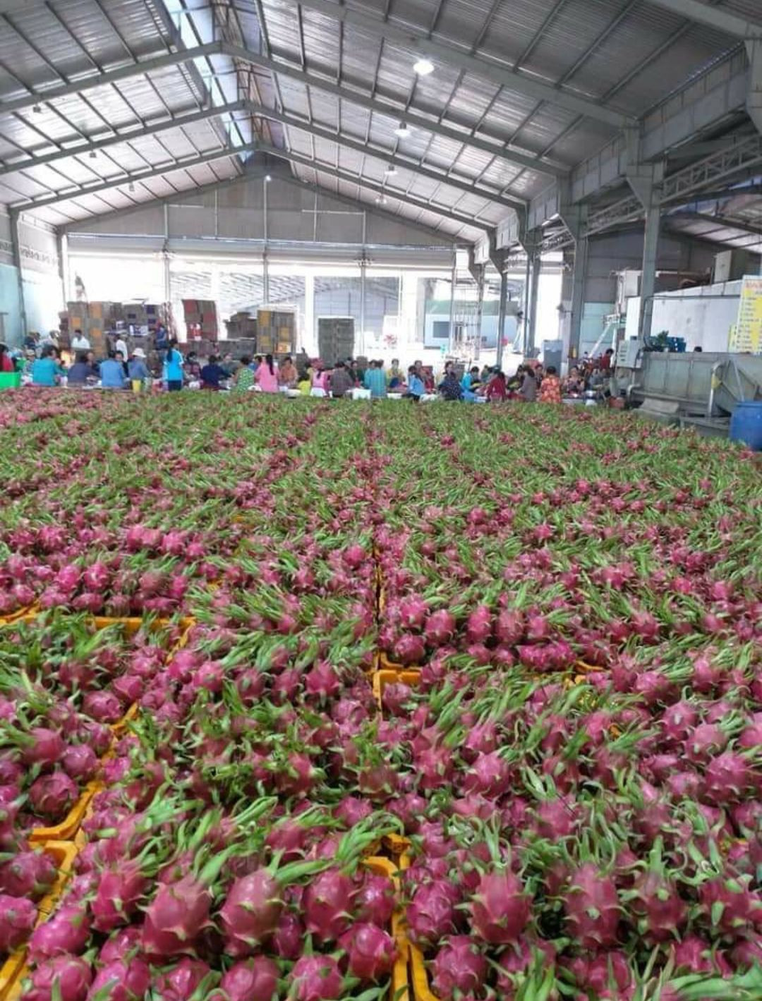 Dragon fruit,Red and White Dragon fruit (From Viet Nam)