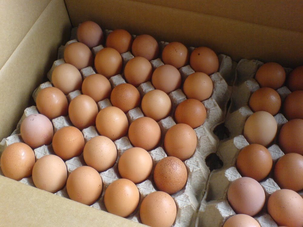 Fresh White & Brown Chicken Eggs