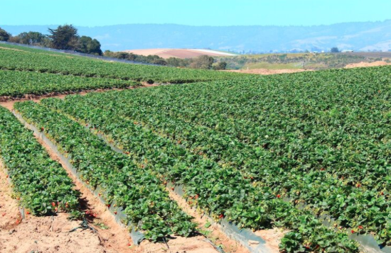 ORGANIC FERTILIZER (Seaweed based)