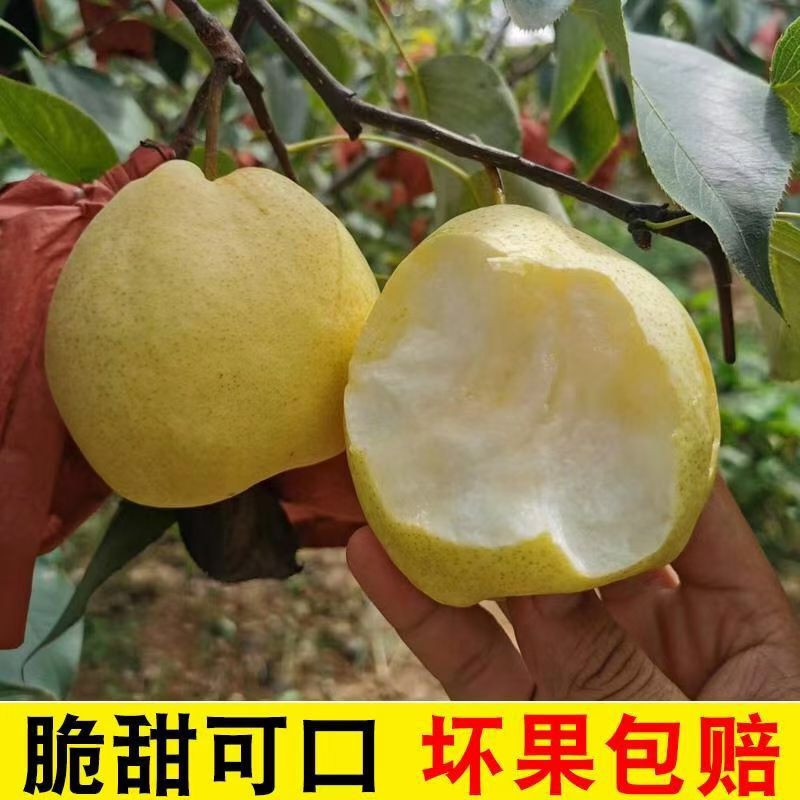 Su pear / snow pear