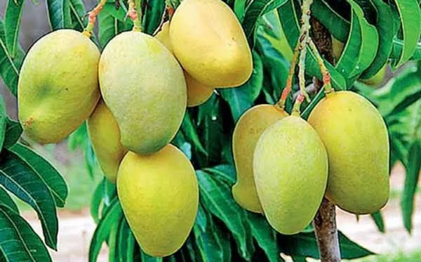 Mangoes