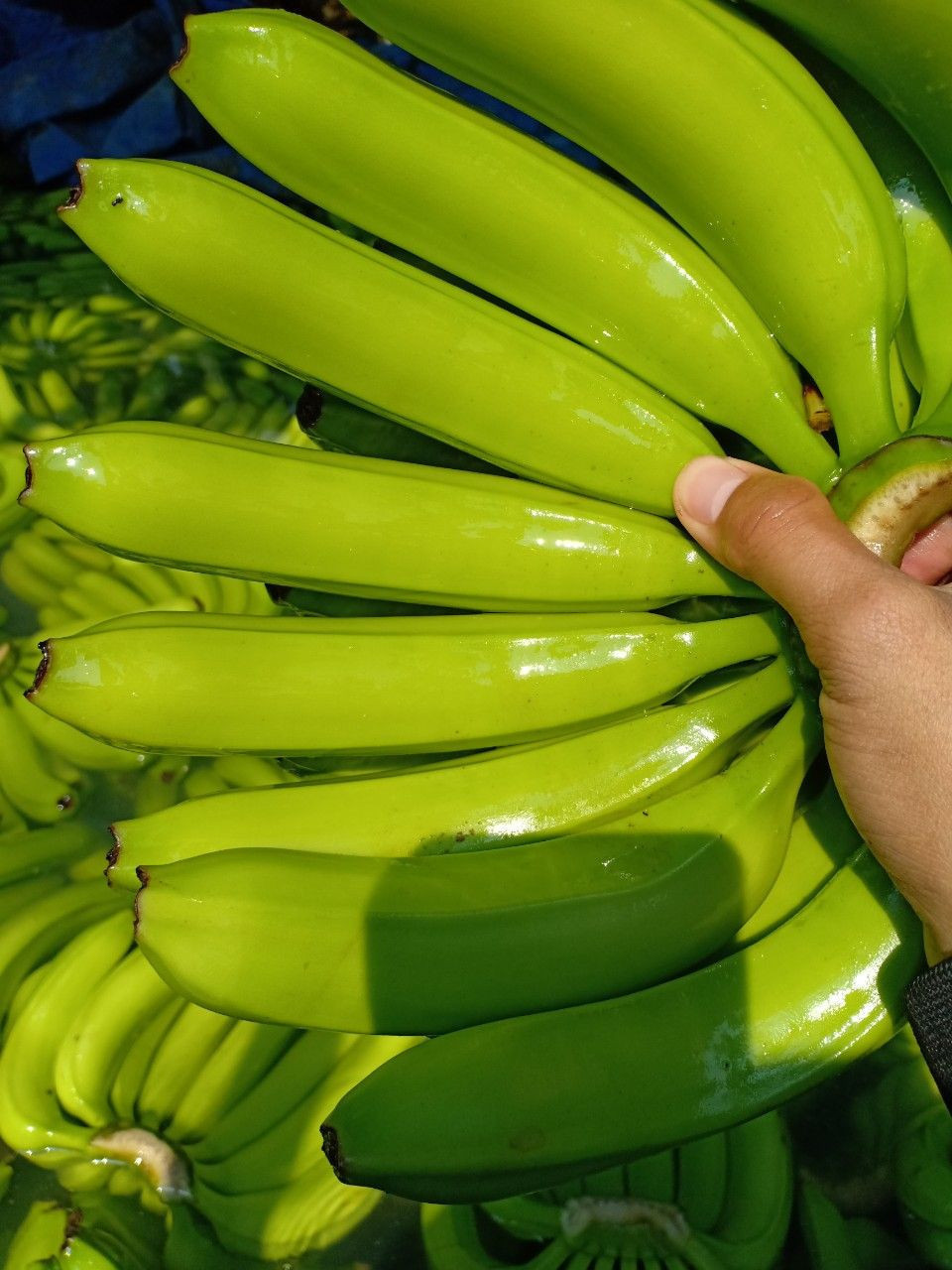 FRESH CAVENDISH BANANA - ORIGIN VIETNAM