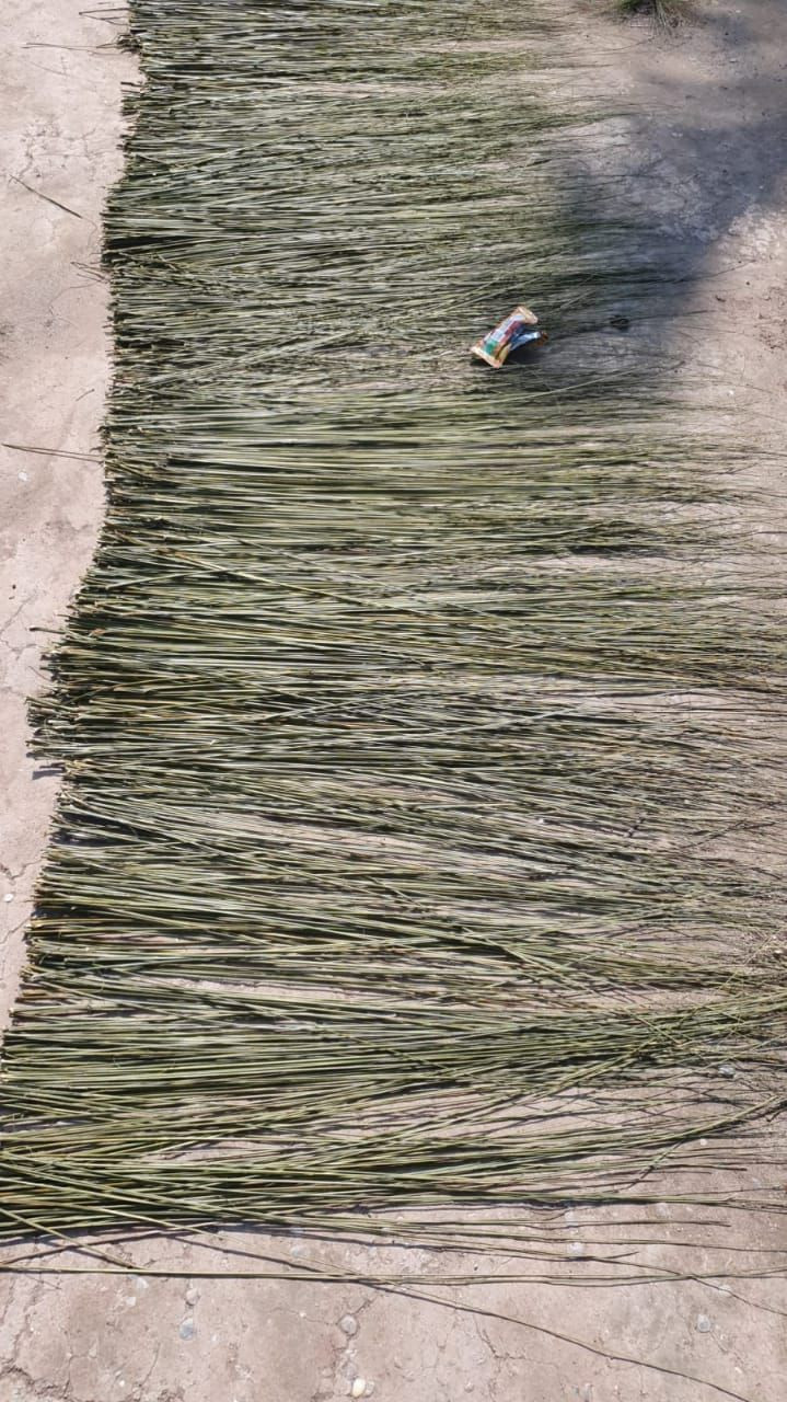 Raw for Broom Stick ( Palm Broomstick)