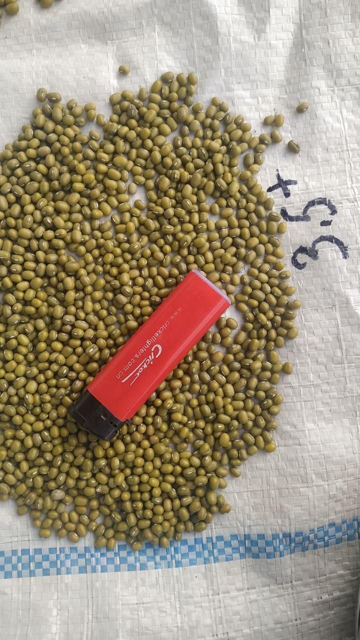 Green mung Beans