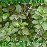 Gymnema Sylvestre Leaves Exporters From SVM Exports
