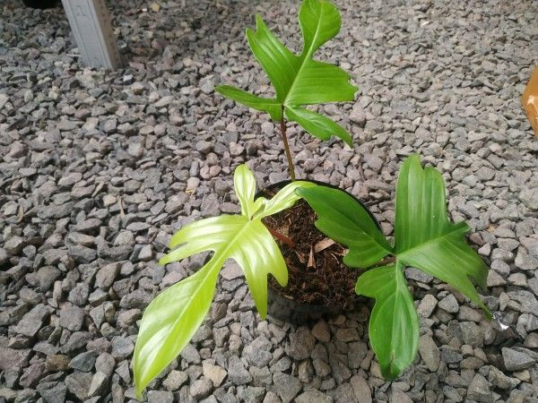 Philodendron