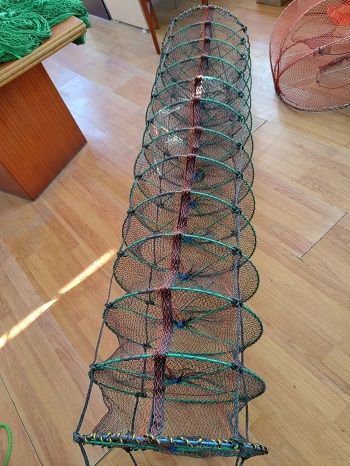 scallop farming lantern nets