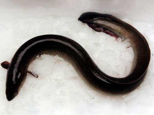 FROZEN EEL and DRIED EEL