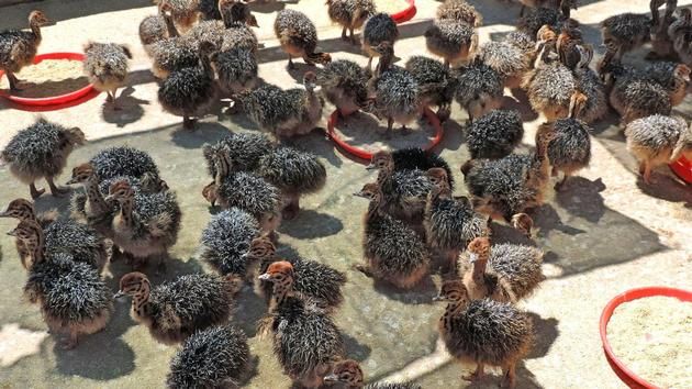 Live Ostrich Birds,Livestock Ostrich Chicks 1-6 Months,White Fertile Ostrich eggs