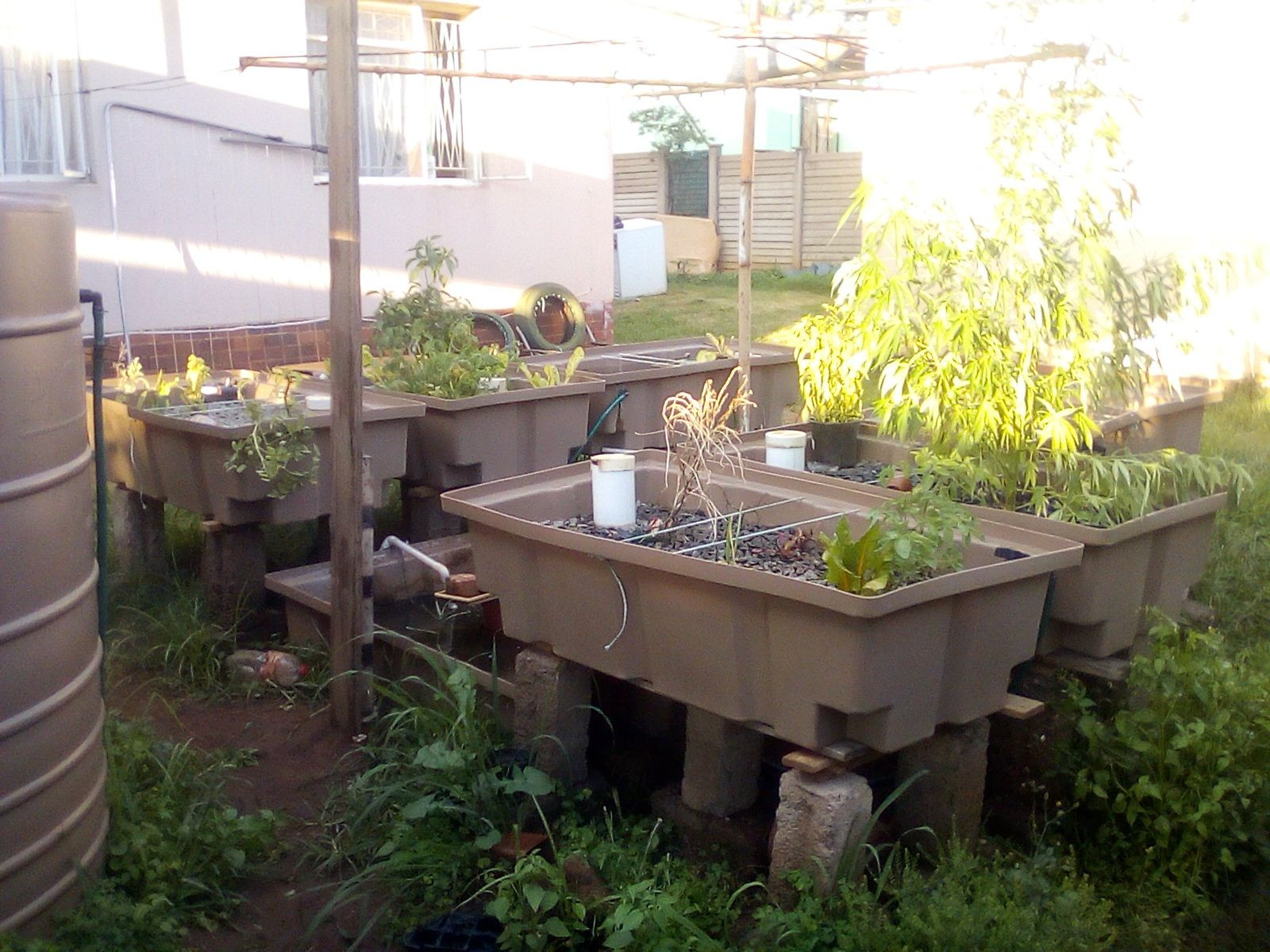 Aquaponics system fully complete and functional