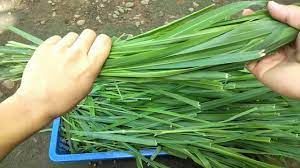 Fresh Quality Rhodes Grass Hay and Alfalfa Hay