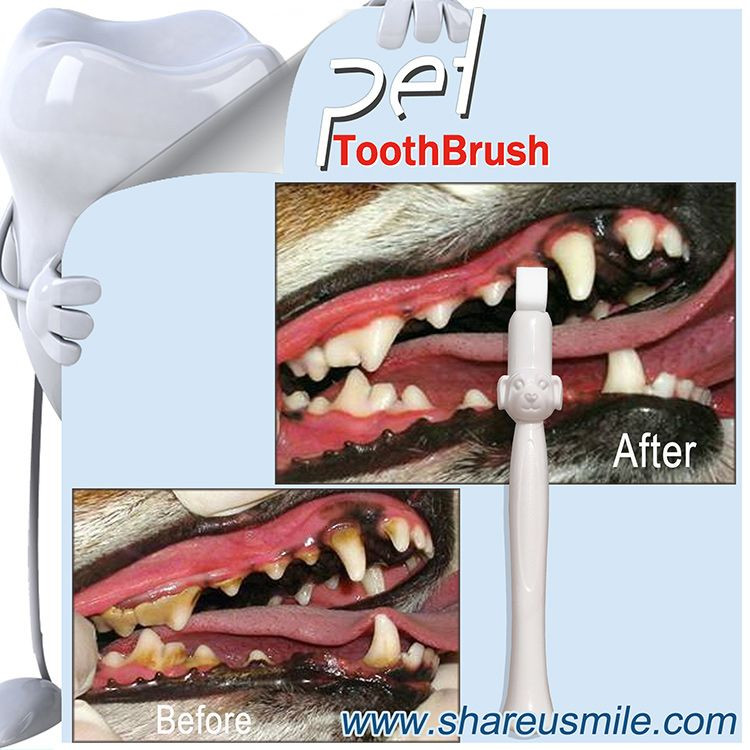 Factory Wholesale Pet Cat Oral Care Products Dog Grooming Brushes for Teeth Cleaning