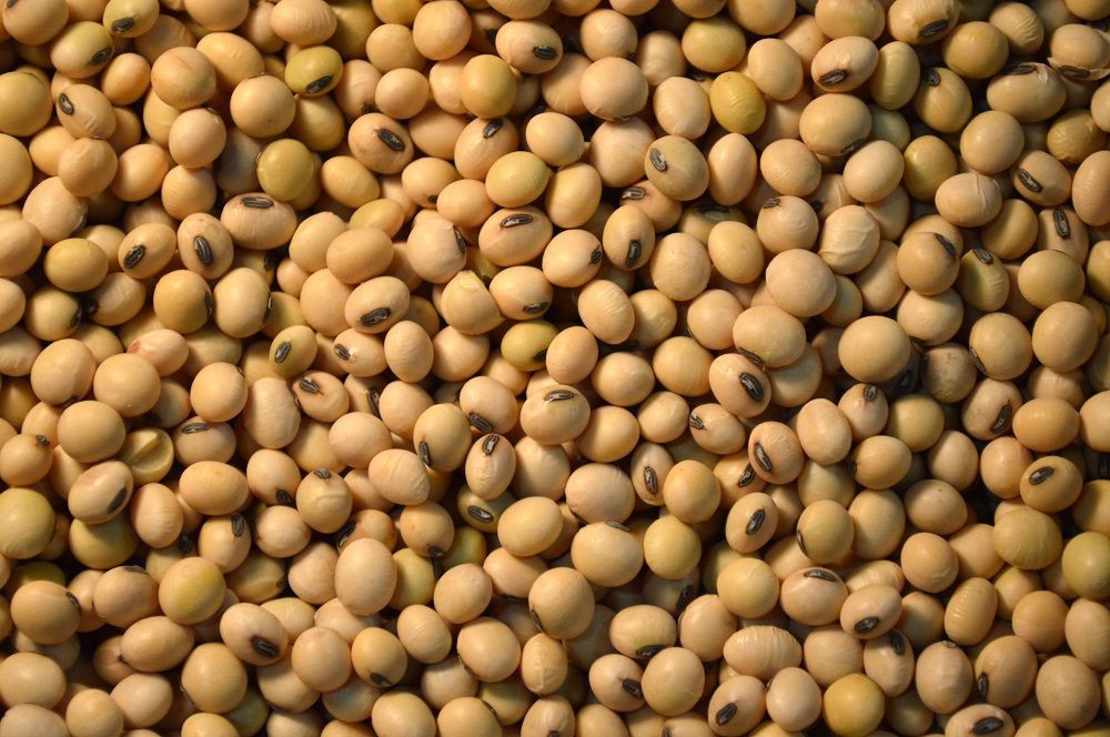 Soya beans (Non GMO)