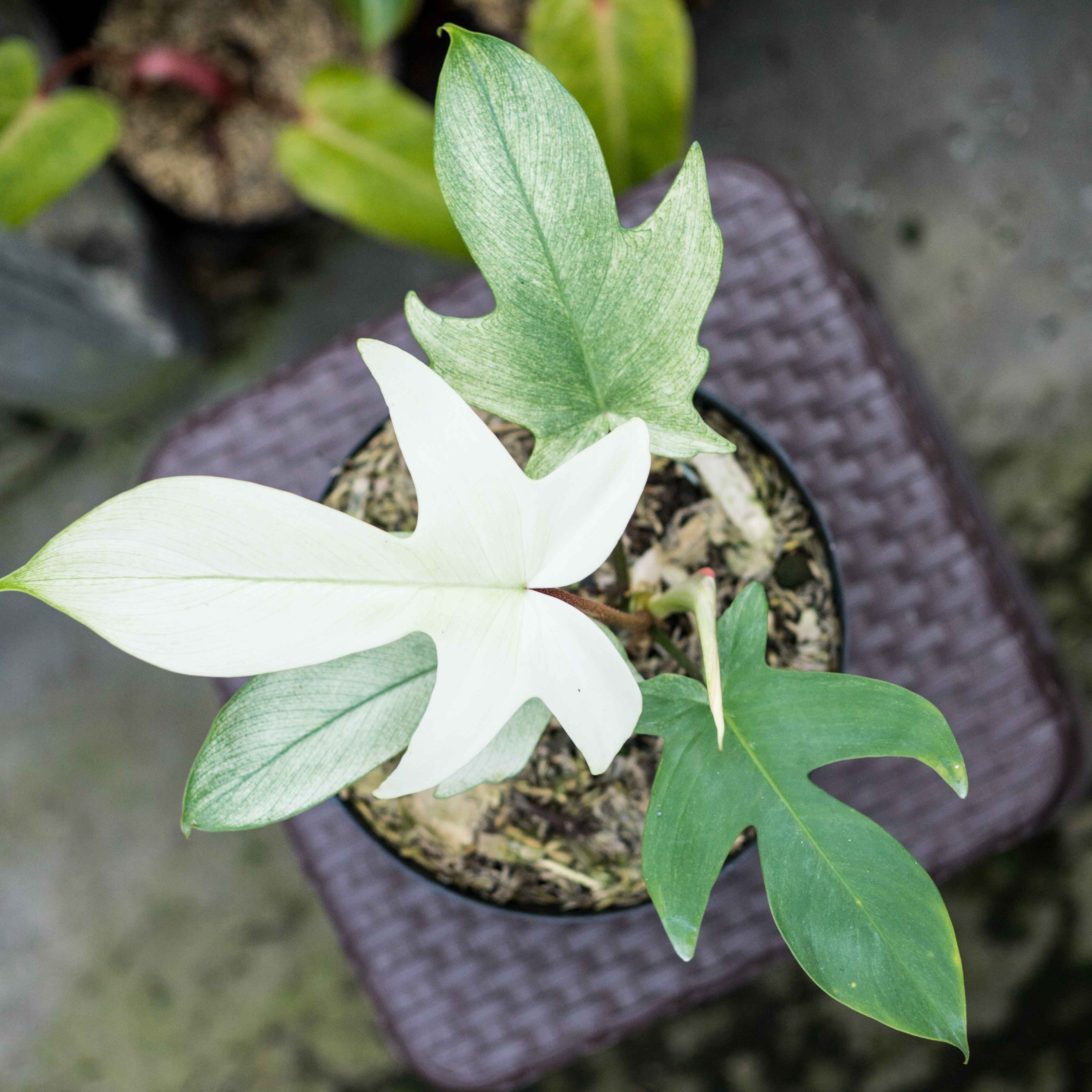 Philodendron florida ghost