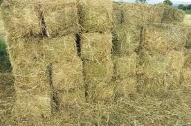 Premium Quality Rhodes Grass For Animals