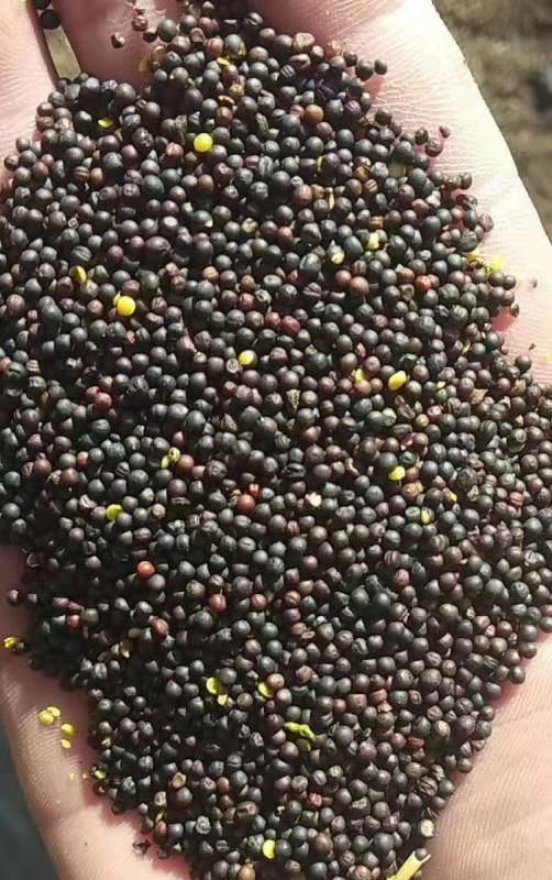 rapeseed/ Canola seed
