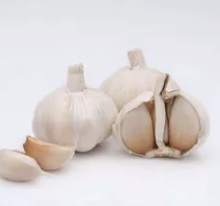 Fresh Pure White Garlic For Sale