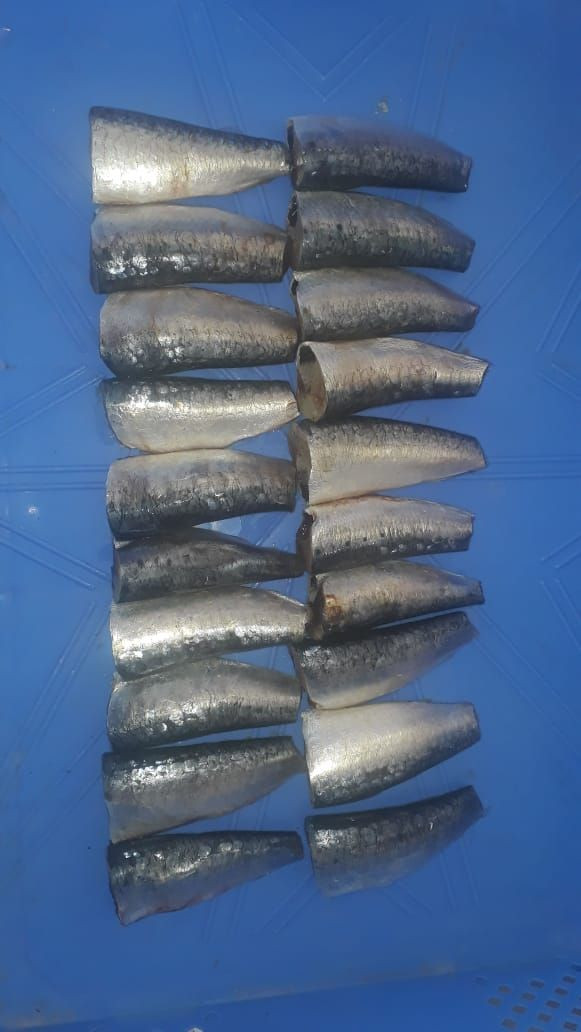 sardine HGT frozen in blocks